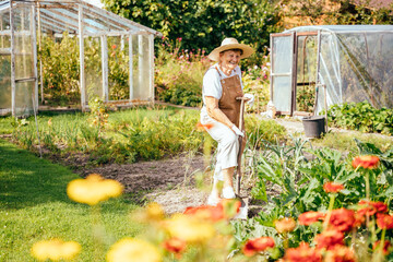 Happy old woman working digs up the ground at garden beds with handmade greenhouse on background.