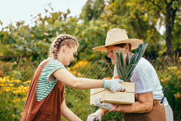 Senior gardener woman carrying crate with harvest. Teenager Granddaughter Helping Grandmother In...