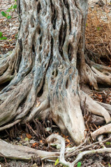 The trunk and roots of a tree growing in a swamp in Florida, USA