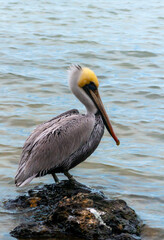 Brown Pelican (Pelecanus occidentalis), an adult bird resting on a rock in the Gulf of Mexico, Florida