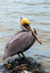 Brown Pelican (Pelecanus occidentalis), an adult bird resting on a rock in the Gulf of Mexico, Florida