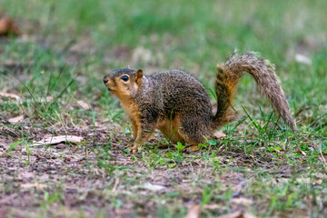 Naklejka na ściany i meble American Red Squirrel (Tamiasciurus hudsonicus) or Hudson's Bay squirrel close up in Canada