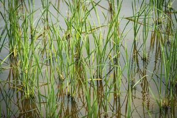 Closeup shot of green water plants in a swamp on a quiet summer day