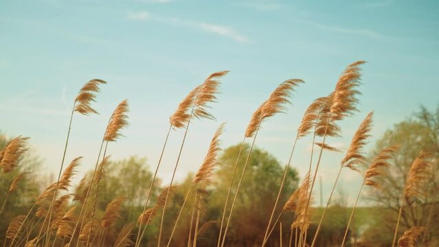 Dry Reeds sways and cattail in the wind against sunset near a lake. Summer and autumn concept. Slow-motion, pan right
