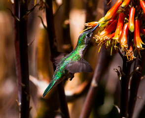 Colibrí © FLORUM STUDIO