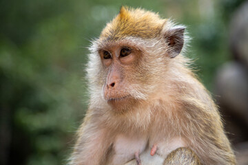 Langschwanzmakake Makake Affe Primat Javaneraffe