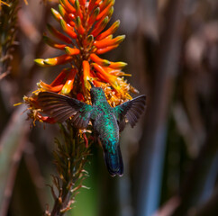 Colibrí © FLORUM STUDIO