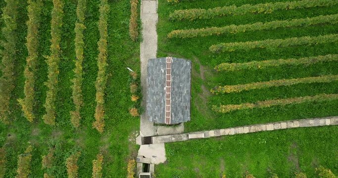 Terraced vineyards in autumn in Switzerland Lavaux 