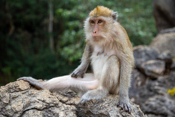 Langschwanzmakake Makake Affe Primat Javaneraffe