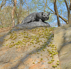 Spring. Bronze statue of Wild American panther (1883) on bronze base mounted on natural rock, on west side of East Drive at edge of Ramble. Central Park, New York City
