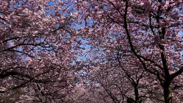 Copenhagen, Denmark Cherry blossoms in the springtime in the Bispebjerg cemetery  