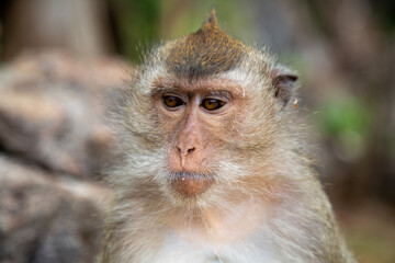 Langschwanzmakake Makake Affe Primat Javaneraffe