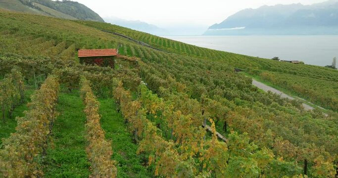 Terraced vineyards in autumn in Switzerland Lavaux 