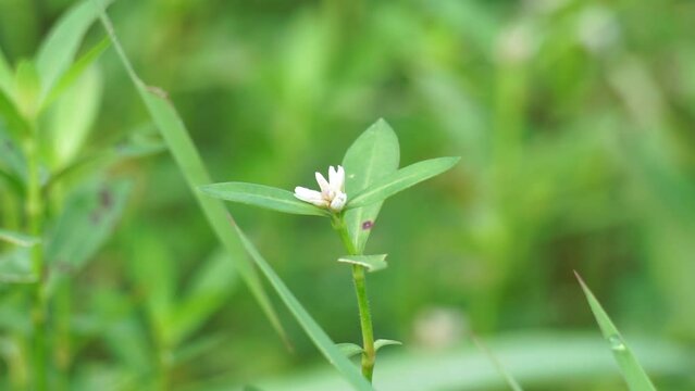 Altenanthera sessilis (Also called kremah, sissoo spinach, sessile joyweed, dwarf copperleaf) in the nature. As a herbal medicine, the plant has diuretic, cooling, tonic and laxative properties