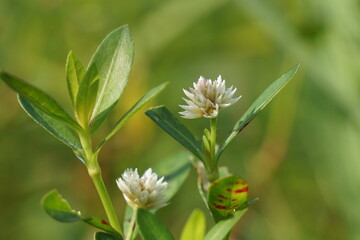 Altenanthera sessilis (Also called kremah, sissoo spinach, sessile joyweed, dwarf copperleaf) in...