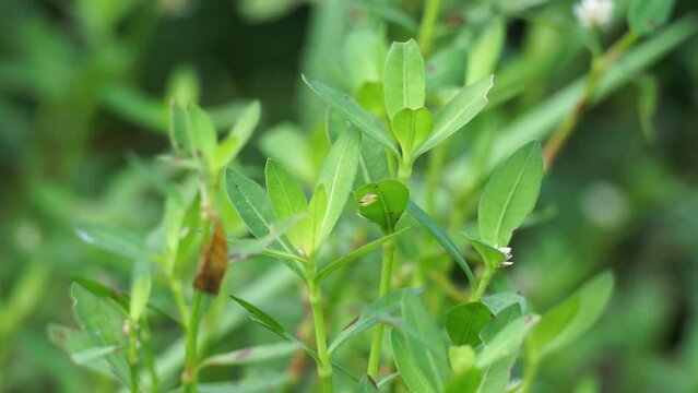 Altenanthera sessilis (Also called kremah, sissoo spinach, sessile joyweed, dwarf copperleaf) in the nature. As a herbal medicine, the plant has diuretic, cooling, tonic and laxative properties