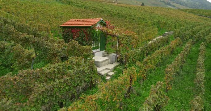 Terraced vineyards in autumn in Switzerland Lavaux 