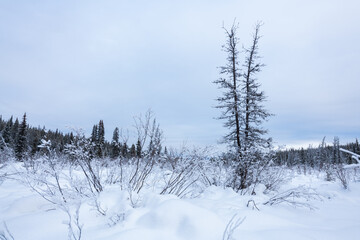 Winter time views in the Boreal Forest of Yukon Territory, Canada. Snow capped mountains in...