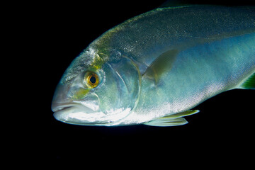 A silver fish looks curiously at the camera in the sea underwater. 