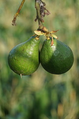 Green young avocado (Persea americana, avocado pear, alligator pear) in the nature background