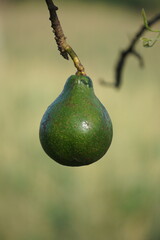 Green young avocado (Persea americana, avocado pear, alligator pear) in the nature background