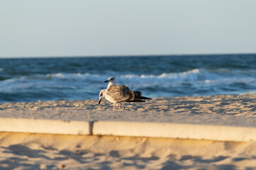 Seagull walking on sandy seashore 