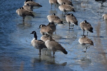 Geese roosting on the ice 