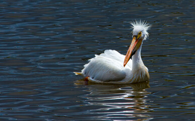 American White Pelican foraging in freshwater lake with fluffy feathers