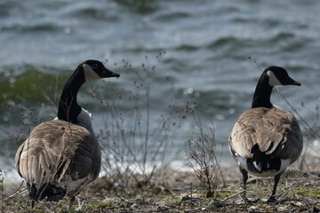 Canada geese on the water © Verbbaitum
