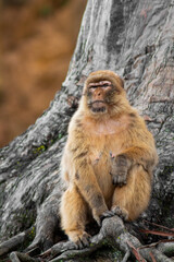 Naklejka premium retrato de mono enfadado