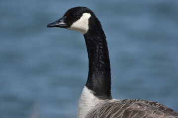 Solitary Canada goose 