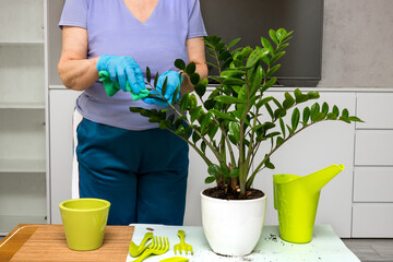 female hands in gloves wipe the leaves from a houseplant, on the table are garden tools, a watering...