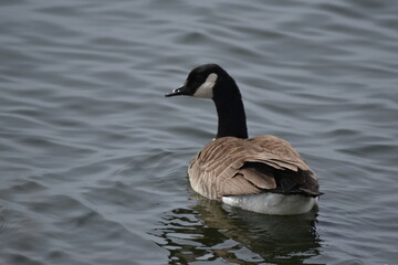Fototapeta premium Canada geese on the water