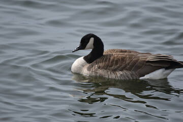 Canada geese on the water