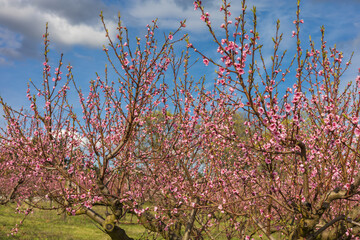 Beautiful peach orchard. There are pink flowers on the trees. There is green grass between the trees. The sky is blue.
