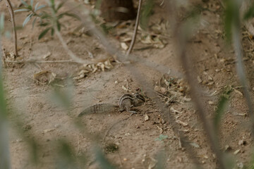 The northern palm squirrel (Funambulus pennantii), also called the five-striped palm squirrel, is a species of rodent in the family Sciuridae. Ahmedabad near the Gotila Garden.