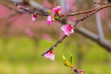 Beautiful peach orchard. There are pink flowers on the trees. There is green grass between the...