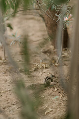 The northern palm squirrel (Funambulus pennantii), also called the five-striped palm squirrel, is a species of rodent in the family Sciuridae. Ahmedabad near the Gotila Garden.