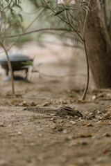 The northern palm squirrel (Funambulus pennantii), also called the five-striped palm squirrel, is a species of rodent in the family Sciuridae. Ahmedabad near the Gotila Garden.