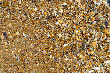 Seashore of multicolored shells. Natural background.