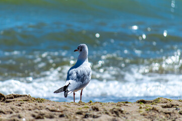 Seagull walking on sandy seashore 