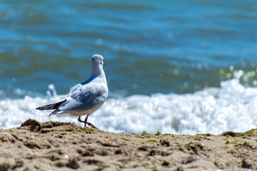 Seagull walking on sandy seashore 