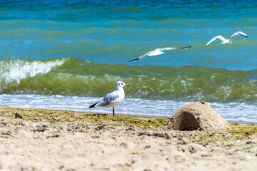 Fototapeta na wymiar Seagull walking on sandy seashore 