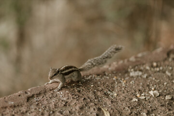 The northern palm squirrel (Funambulus pennantii), also called the five-striped palm squirrel, is a species of rodent in the family Sciuridae. Ahmedabad near the Gotila Garden.