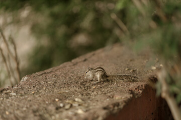 The northern palm squirrel (Funambulus pennantii), also called the five-striped palm squirrel, is a species of rodent in the family Sciuridae. Ahmedabad near the Gotila Garden.