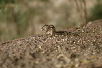 The northern palm squirrel (Funambulus pennantii), also called the five-striped palm squirrel, is a species of rodent in the family Sciuridae. Ahmedabad near the Gotila Garden.