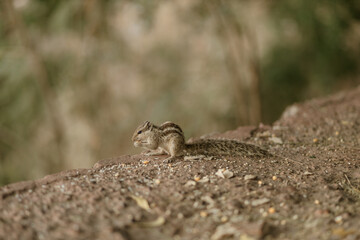 The northern palm squirrel (Funambulus pennantii), also called the five-striped palm squirrel, is a species of rodent in the family Sciuridae. Ahmedabad near the Gotila Garden.