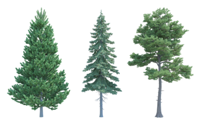 Coniferous trees set alpha channel png front view