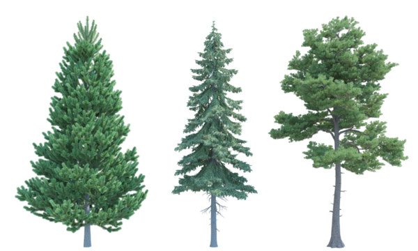 Coniferous trees set alpha channel png front view
