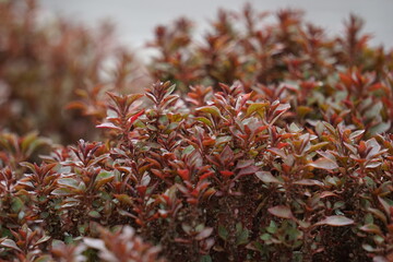 Alternanthera ficoidea (Also called Joseph's coat, Parrot leaf, Alternanthera tenella, Brazilian...